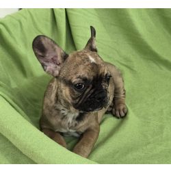 Bulldog Francs Bulldog frances merle Lisboa Sobral Monte Agrao