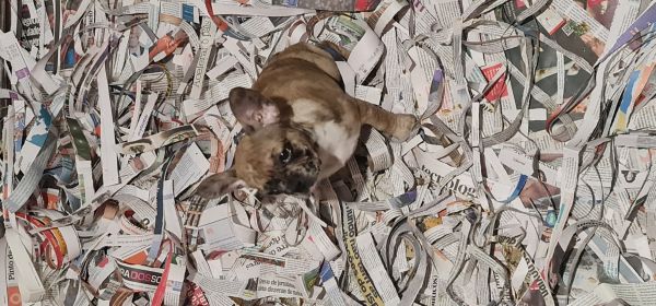 Bulldog frances merle