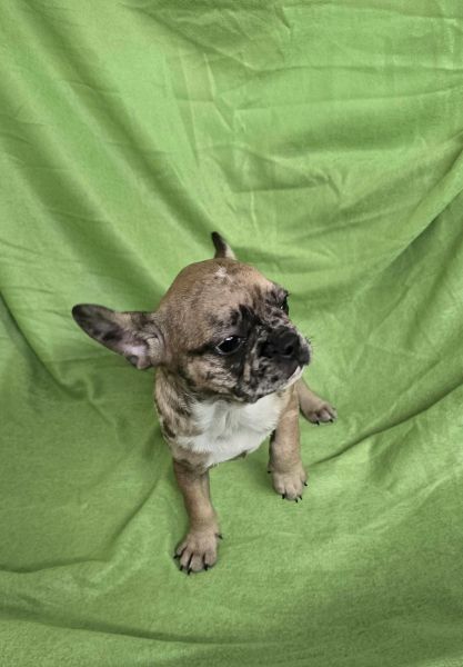 Bulldog frances merle