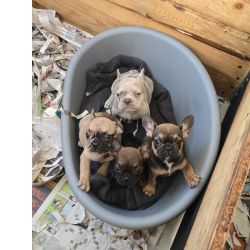 Bulldog Francs Bulldog frances  Lisboa Sobral Monte Agrao