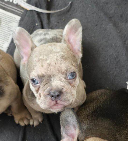 Bulldog frances 