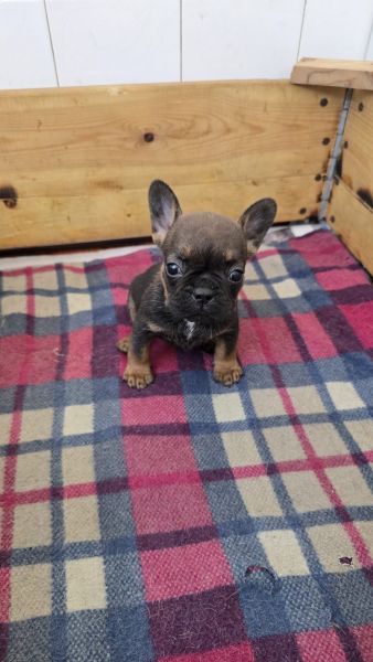 Bulldog frances 