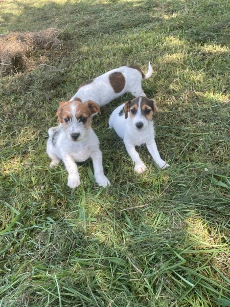 VENHA BUSCAR O SEU JACK RUSSEL COM A  GENTE AQUI O SEU AMIGO  CRIADO POR MDICA VETERINRIA