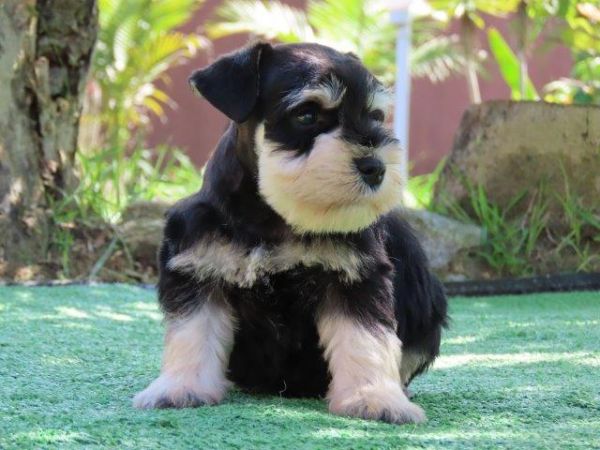 Schnauzer Miniatura Macho Preto e Prata Canil Tajj Mahall Microchip Curitiba Vacinas importadas
