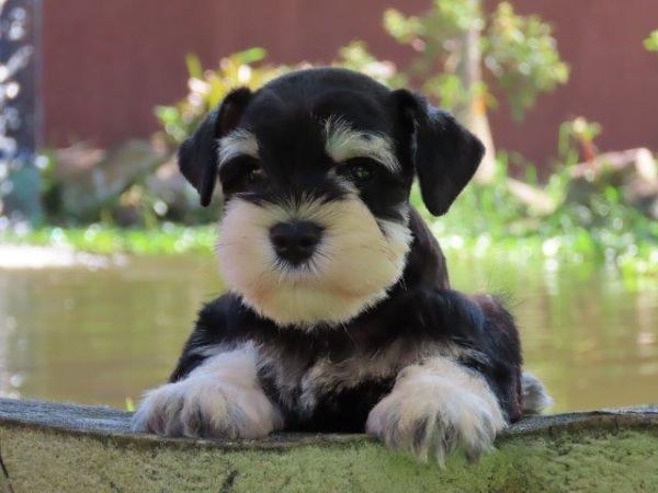 Schnauzer Miniatura Macho Preto e Prata Canil Tajj Mahall Microchip Curitiba Vacinas importadas