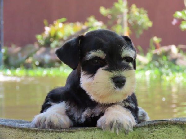 Schnauzer Miniatura Macho Preto e Prata Canil Tajj Mahall Microchip Curitiba Vacinas importadas