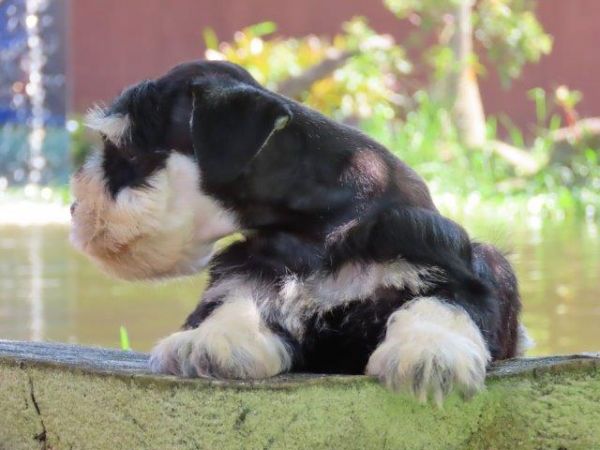 Schnauzer Miniatura Macho Preto e Prata Canil Tajj Mahall Microchip Curitiba Vacinas importadas