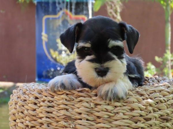 Schnauzer Miniatura Macho Preto e Prata Canil Tajj Mahall Microchip Curitiba Vacinas importadas