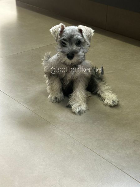 Maravilhosos filhotes de schnauzer miniatura