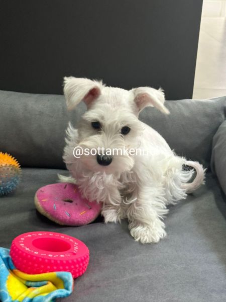 Maravilhosos filhotes de schnauzer miniatura