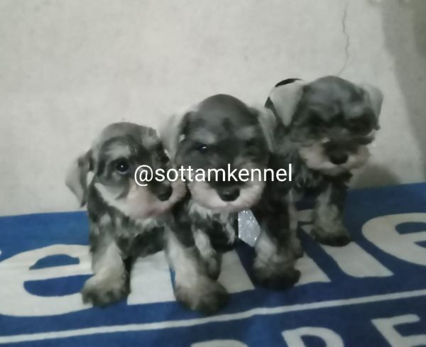 Maravilhosos filhotes de schnauzer miniatura