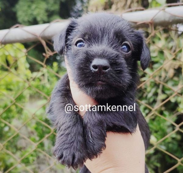 Maravilhosos filhotes de schnauzer miniatura