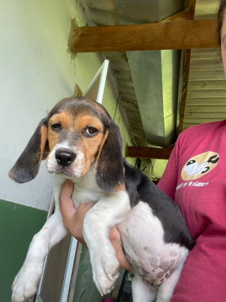 APROVEITE O FERIADO E VENHA BUSCAR O SEU BEAGLE COM A GENTE AQUI O SEU FILHOTE  CRIADO POR VET