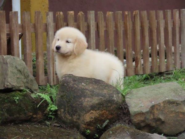 Golden Retriever lindssimo Filhote Macho Tajj Mahall Microchipado Curitiba Vacina Importada TOP