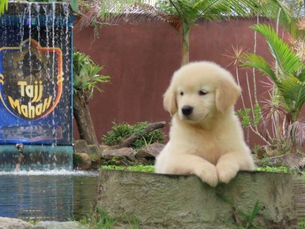 Golden Retriever lindssimo Filhote Macho Tajj Mahall Microchipado Curitiba Vacina Importada TOP