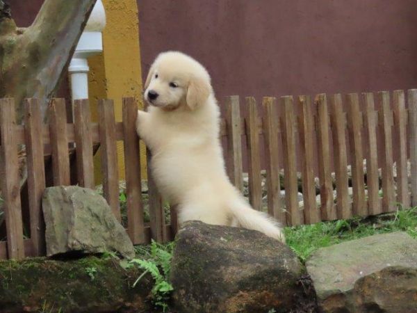 Golden Retriever lindssimo Filhote Macho Tajj Mahall Microchipado Curitiba Vacina Importada TOP