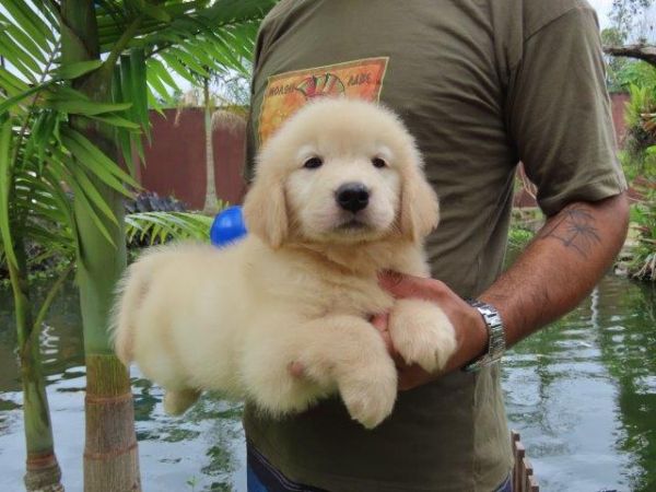Golden Retriever lindssimo Filhote Macho Tajj Mahall Microchipado Curitiba Vacina Importada TOP