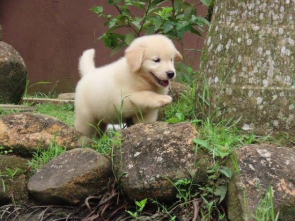 Golden Retriever lindssimo Filhote Macho Tajj Mahall Microchipado Curitiba Vacina Importada TOP