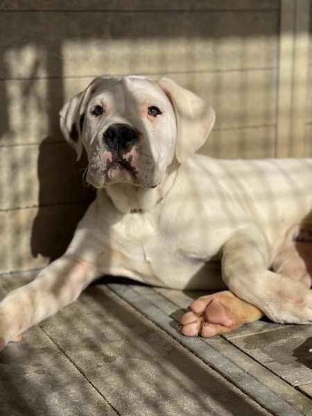 Dogo Argentino Cachorro