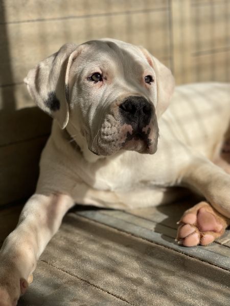 Dogo Argentino Cachorro