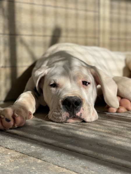 Dogo Argentino Cachorro