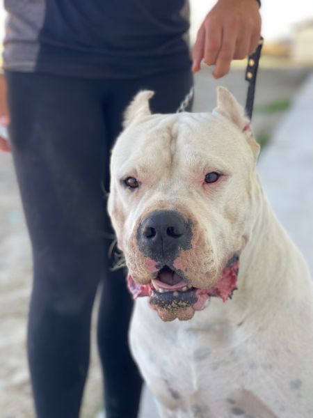 Dogo Argentino Cachorro