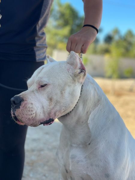 Dogo Argentino Cachorro
