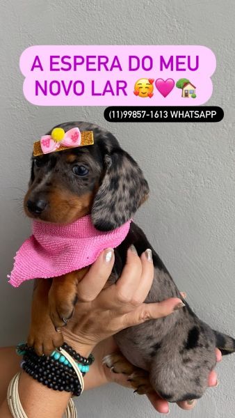 FILHOTE DE BASSET TECKEL FMEA ALERQUIM