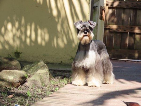 Schnauzer Miniatura Castrado Lindssimo Oportunidade nica Microchipado c Cinco vacinas importadas