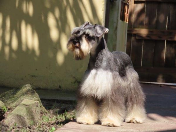 Schnauzer Miniatura Castrado Lindssimo Oportunidade nica Microchipado c Cinco vacinas importadas