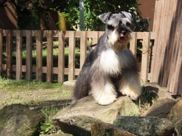 Schnauzer Miniatura Castrado Lindssimo Oportunidade nica Microchipado c Cinco vacinas importadas