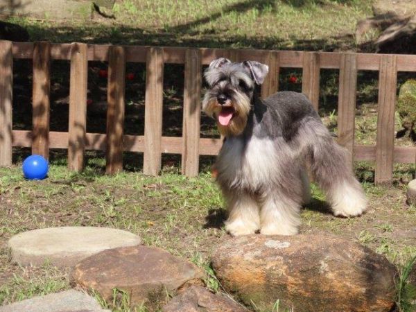 Schnauzer Miniatura Castrado Lindssimo Oportunidade nica Microchipado c Cinco vacinas importadas