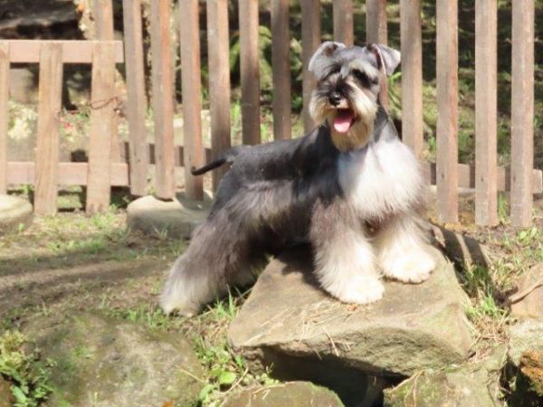 Schnauzer Miniatura Castrado Lindssimo Oportunidade nica Microchipado c Cinco vacinas importadas
