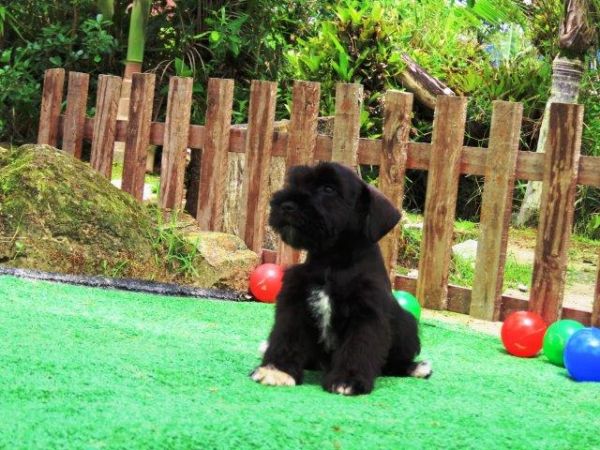 Schnauzer Miniatura Tajj Mahall Fmea lindssima Preta Microchipada Vacina Importada Curitiba