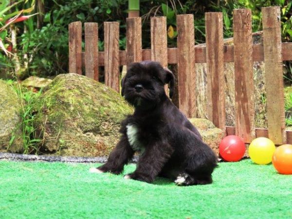 Schnauzer Miniatura Tajj Mahall Fmea lindssima Preta Microchipada Vacina Importada Curitiba