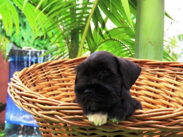 Schnauzer Miniatura Tajj Mahall Fmea lindssima Preta Microchipada Vacina Importada Curitiba