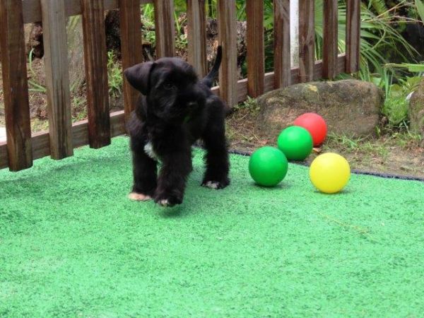Schnauzer Miniatura Tajj Mahall Fmea lindssima Preta Microchipada Vacina Importada Curitiba
