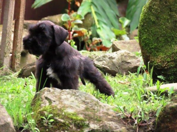 Schnauzer Miniatura Tajj Mahall Fmea lindssima Preta Microchipada Vacina Importada Curitiba