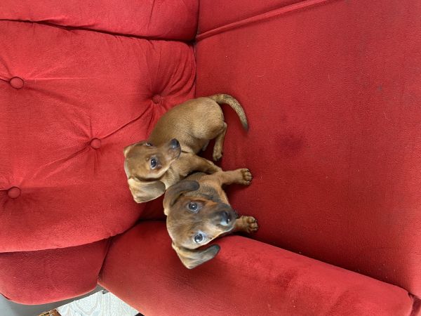 FILHOTE DE BASSET TECKEL MINI MACHOS DOURADOS