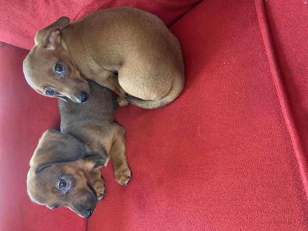 FILHOTE DE BASSET TECKEL MINI MACHOS DOURADOS