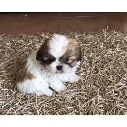 Shih-tzu Shih teu miniatura Faro Tavira