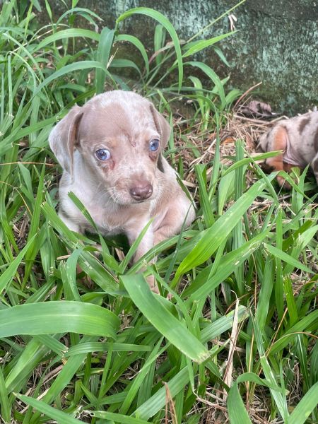 PENSANDO   CRIADO EM ADQUIRIR UM TECKEL AQUI O SEU FILHOTE  CRIADO POR MDICA VETERINRIA
