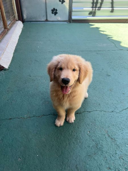 Filhotes de Golden Retriever