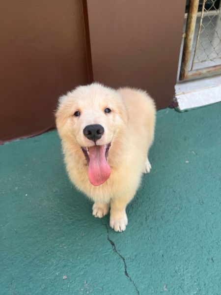 Filhotes de Golden Retriever