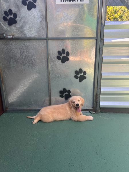 Filhotes de Golden Retriever