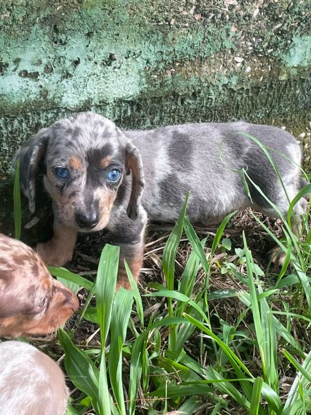 TECKEL EM CORES RARAS CES LINDOS CRIADOS POR MDICA VETERINRIA