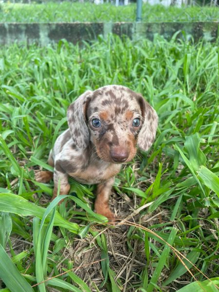 TECKEL EM CORES RARAS CES LINDOS CRIADOS POR MDICA VETERINRIA