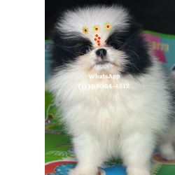 Spitz Alemo Lulu da pomerania ursinhos So Paulo Osasco