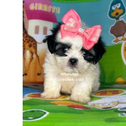 Shih-tzu ShihTzu fmeas So Paulo Osasco