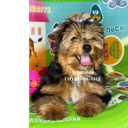 Yorkshire Terrier York macho So Paulo Osasco
